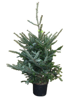 Warentuin Natuurlijk - Kerstboom Warentuin Abies Fraseri 80 - 100 cm in pot