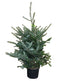 Warentuin Natuurlijk - Kerstboom Warentuin Abies Fraseri 80 - 100 cm in pot