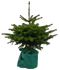 Warentuin Natuurlijk - Kerstboom Warentuin Picea Pungens 80 - 100 cm in pot