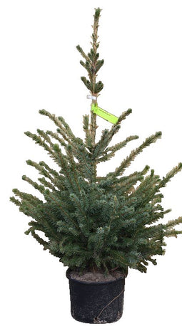 Warentuin Natuurlijk - Kerstboom Warentuin Picea Omorika 40 - 60 cm in pot