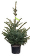 Warentuin Natuurlijk - Kerstboom Warentuin Picea Omorika 40 - 60 cm in pot