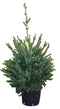 Warentuin Natuurlijk - Kerstboom Warentuin Picea Omorika 60 - 80 cm in pot