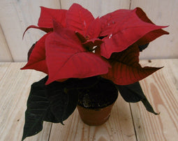 Warentuin Natuurlijk - 2 stuks! Kerstster mini rood