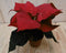Warentuin Natuurlijk - 2 stuks! Kerstster mini rood