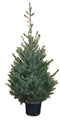 Warentuin Natuurlijk - Kerstboom Warentuin Picea Omorika 100 - 125 cm in pot
