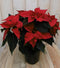 Warentuin Natuurlijk - Kerstster 50cm rood