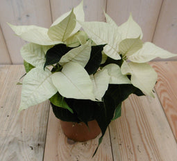 Warentuin Natuurlijk - Kerstster 20cm geel