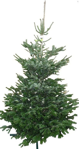 Warentuin Natuurlijk - Kerstboom Warentuin Nordman A - kwaliteit Abies Nordmanniana 175 - 200m ge...