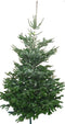 Warentuin Natuurlijk - Kerstboom Warentuin Nordman A - kwaliteit Abies Nordmanniana 175 - 200m ge...