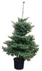 Warentuin Natuurlijk - Kerstboom Warentuin Abies Koreana 60 - 80 cm