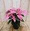 Warentuin Natuurlijk - 2 stuks! Patio Kerstster Princettia roze