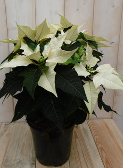 Warentuin Natuurlijk - Kerstster 30cm geel