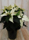 Warentuin Natuurlijk - Kerstster 30cm geel