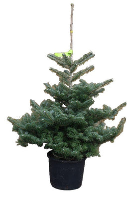 Warentuin Natuurlijk - Kerstboom Warentuin Abies Koreana 40 - 60 cm