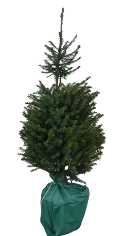 Warentuin Natuurlijk - Kerstboom Warentuin Picea Omorika 80 - 100 cm in pot