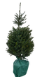 Warentuin Natuurlijk - Kerstboom Warentuin Picea Omorika 80 - 100 cm in pot