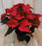Warentuin Natuurlijk - Kerstster 30cm rood