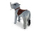 MY PONY, rijdend speelgoed olifant van ROLLZONE ®, 4 - 10 jaar (MP2011-M)