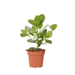 Varkensboom - Clusia rosea 'Princess' - Hoogte 25-35cm - Pot 12cm