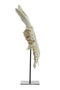 Light&living Ornament op voet 25x14x56,5 cm LOBSTER gebroken wit