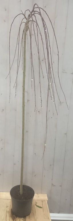 Warentuin natuurlijk - Salix Katjesboom 150 cm