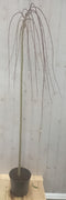 Warentuin natuurlijk - Salix Katjesboom 150 cm