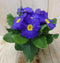 Warentuin natuurlijk - 5 stuks! Perk Plant Primula Blauw Geel