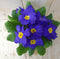 Warentuin natuurlijk - 5 stuks! Perk Plant Primula Blauw Geel