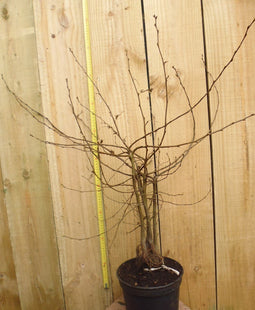 Warentuin natuurlijk - Haaggoed Haagbeuk 60 tot 80 cm