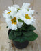 Warentuin natuurlijk - 5 stuks! Perk Plant Primula Wit Goud