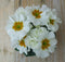 Warentuin natuurlijk - 5 stuks! Perk Plant Primula Wit Goud