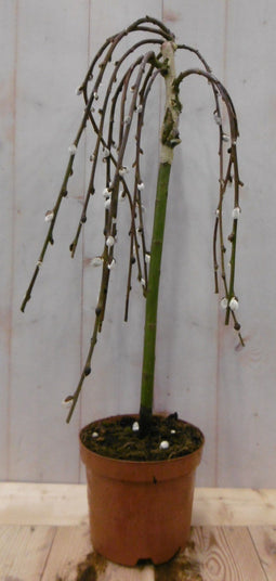 Warentuin natuurlijk - Salix Katjesboom 40 cm