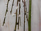 Warentuin natuurlijk - Salix Katjesboom 40 cm