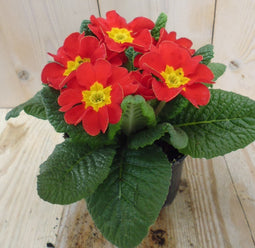 Warentuin natuurlijk - 5 stuks! Perkplant Plant Primula Rood Geel