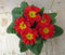 Warentuin natuurlijk - 5 stuks! Perkplant Plant Primula Rood Geel