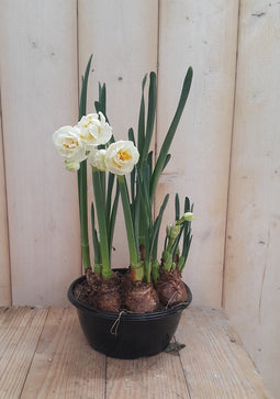 Warentuin natuurlijk - 2 stuks! Narcis geurschaaltje