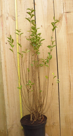 Warentuin natuurlijk - Haaggoed Ligustrum Ovalifolium 50 tot 70 cm