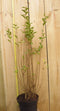 Warentuin natuurlijk - Haaggoed Ligustrum Ovalifolium 50 tot 70 cm