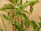 Warentuin natuurlijk - Haaggoed Ligustrum Ovalifolium 50 tot 70 cm