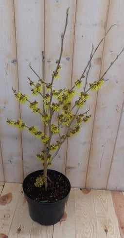 Warentuin natuurlijk - Toverhazelaar Hamamelis 40 cm Geel
