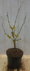 Warentuin natuurlijk - Toverhazelaar Hamamelis 40 cm Geel