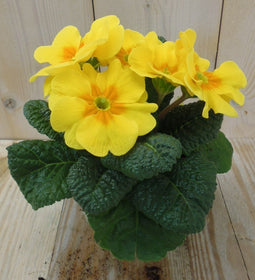 Warentuin natuurlijk - 5 stuks! Perk Plant Primula Geel