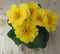 Warentuin natuurlijk - 5 stuks! Perk Plant Primula Geel