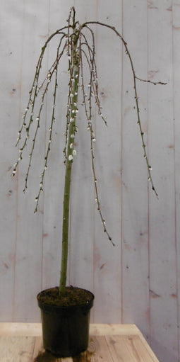 Warentuin natuurlijk - Salix Katjesboom 100 cm
