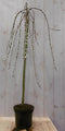 Warentuin natuurlijk - Salix Katjesboom 100 cm