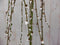 Warentuin natuurlijk - Salix Katjesboom 100 cm