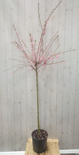 Warentuin natuurlijk - Prunus op 70 cm stam