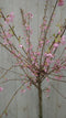 Warentuin natuurlijk - Prunus op 70 cm stam