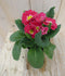 Warentuin natuurlijk - 5 stuks! Vaste Plant Primula Roze Geel