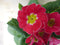 Warentuin natuurlijk - 5 stuks! Vaste Plant Primula Roze Geel